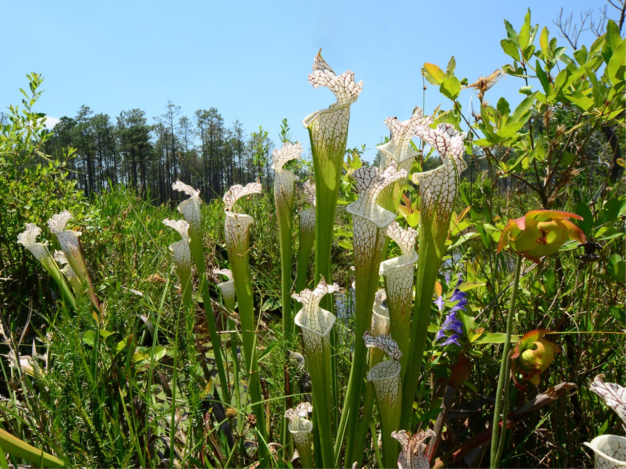 Pitcher Plant
