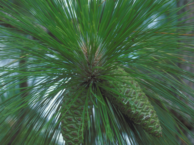 longleaf pine tree with pine cones