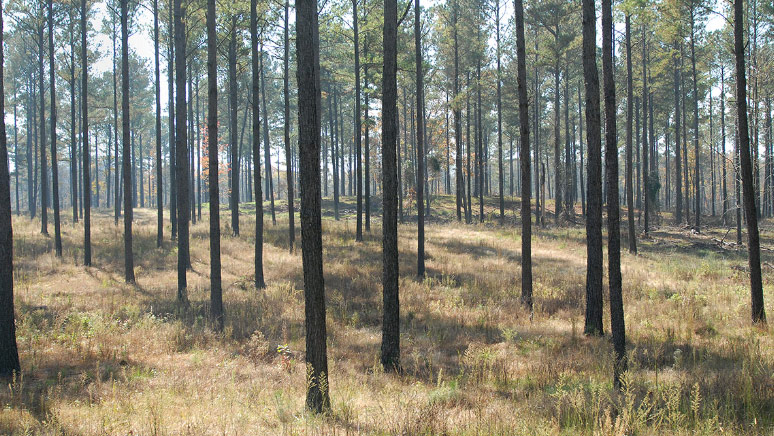 Long Leaf Pine forest