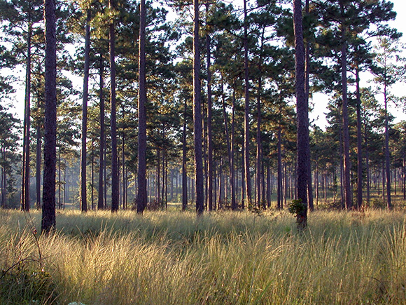 Trees in Longleaf pine habitat 