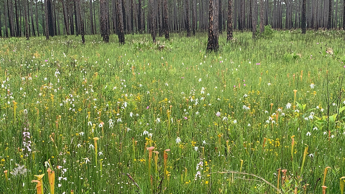 summer flowers and grass in Longleaf Pine stand Mississippi