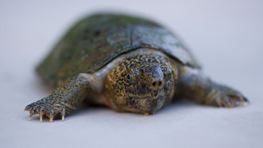 flattened musk turtle