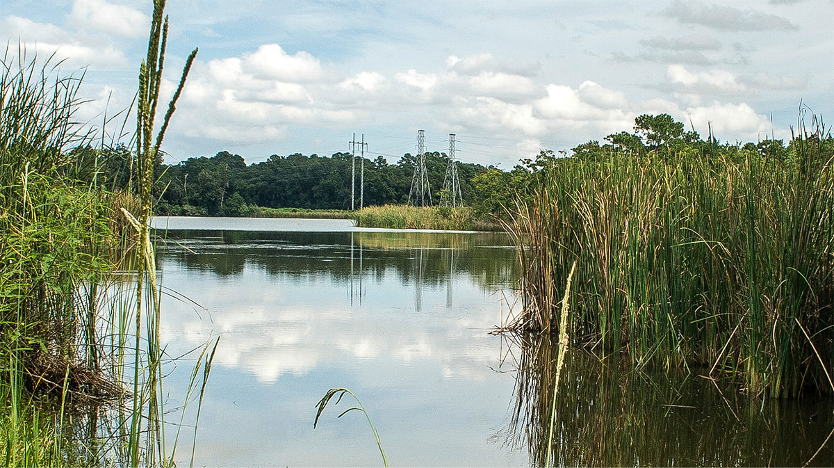 Lowland marsh and transmission lines