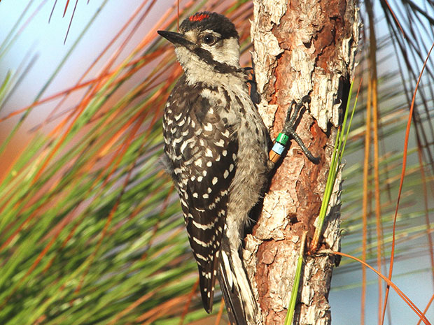 biodiversity initiative